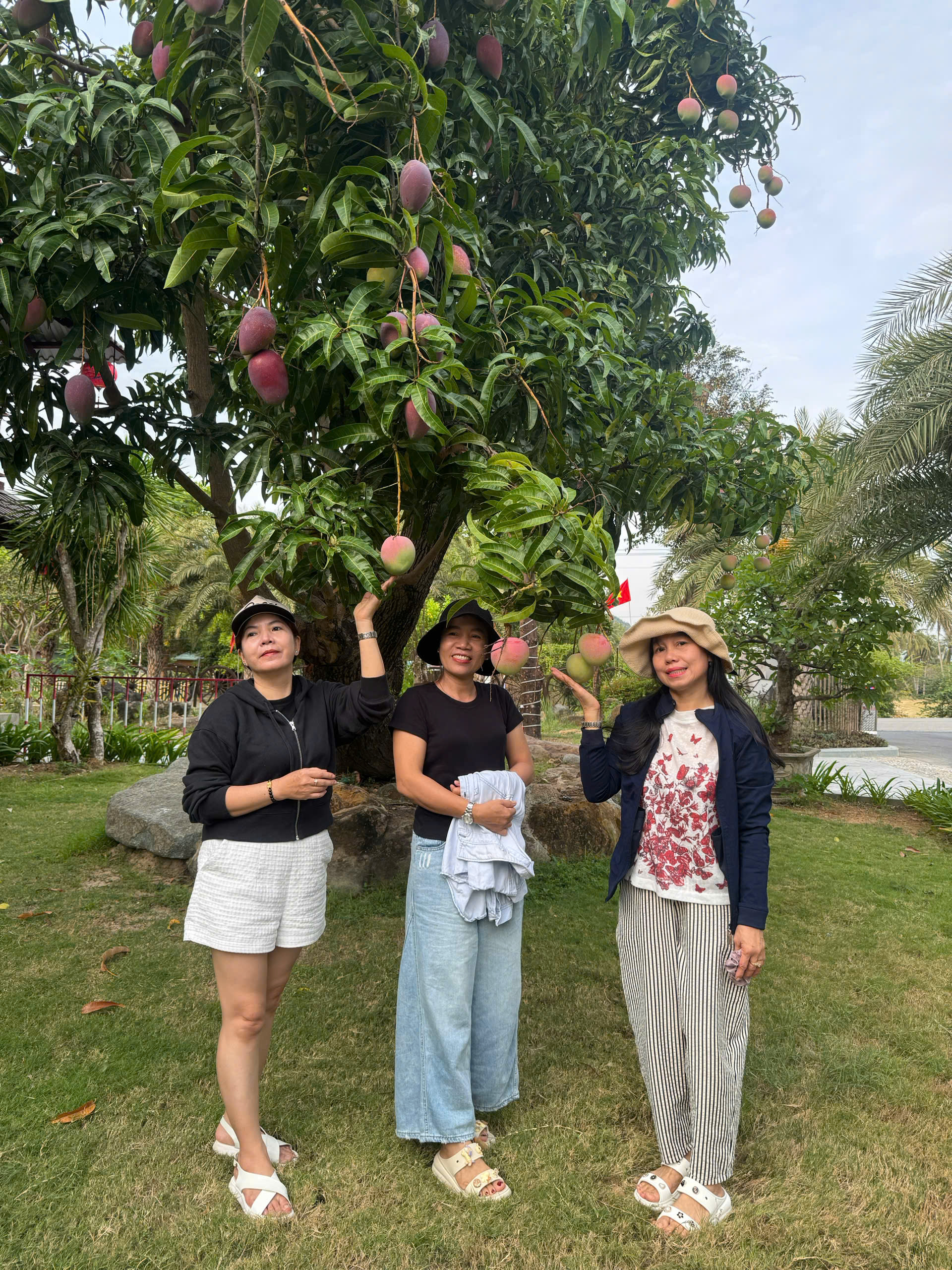 Tour đảo Bình Hưng - khách chụp ảnh dưới cây xoài